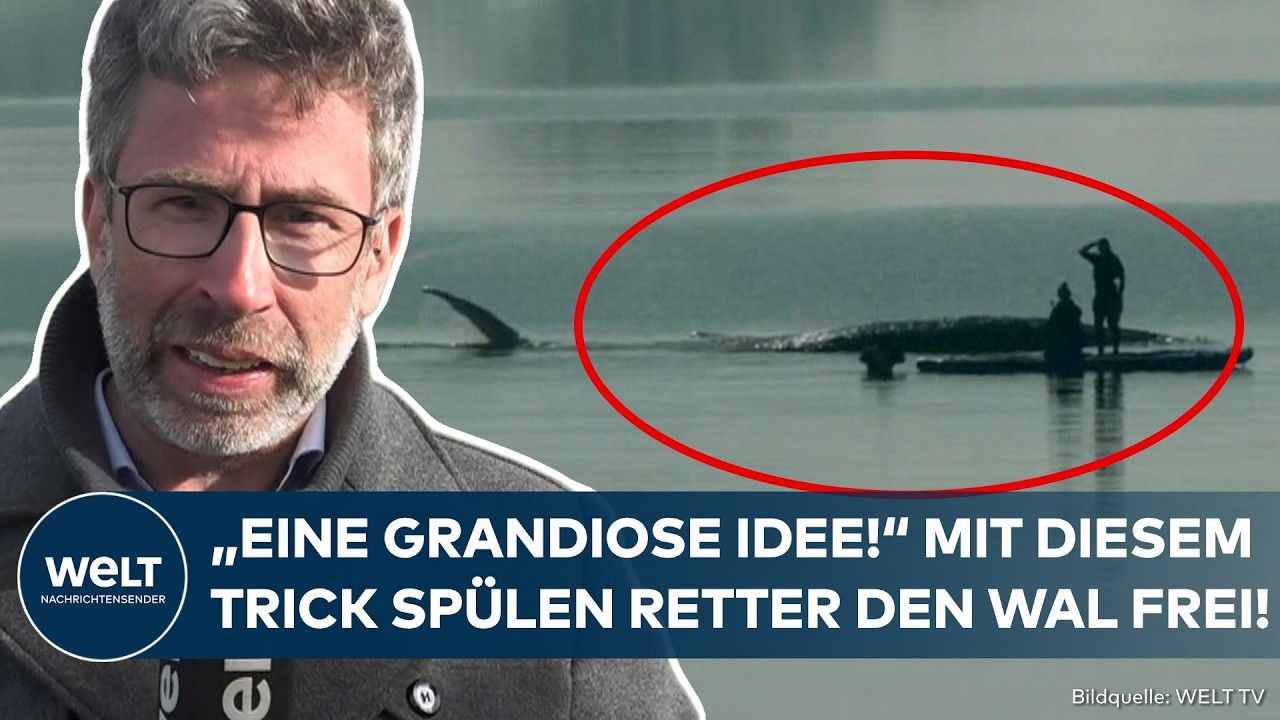 POEL: "Sehr große Fortschritte!" Wal Timmy über dem Berg? Mit diesem Trick spülen Retter ihn frei