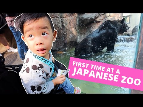 What a Day at Ueno Zoo in Tokyo is like