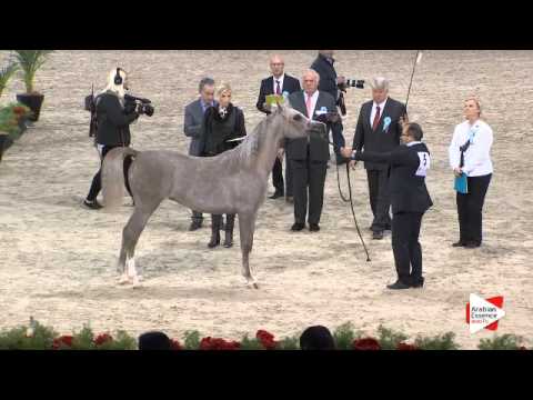 N.5 RADEGONDA BY TRESCA - Paris 2015 - Yearling Fillies (Class CM1 A)