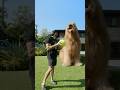 How I Play Fetch With My GIANT Dog Goldendoodle Bigdog Dogdad