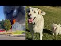 Hero Neighbors Save Dogs Trapped In Blazing Home
