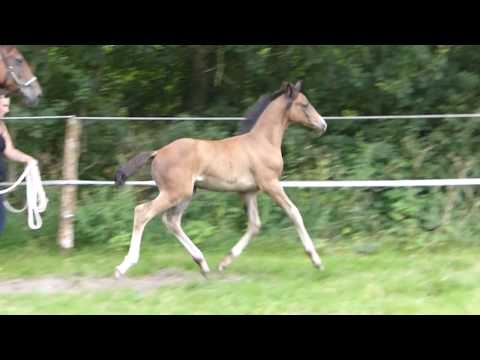 Hengstfohlen von Sir Heinrich aus Rotspon FOR SALE