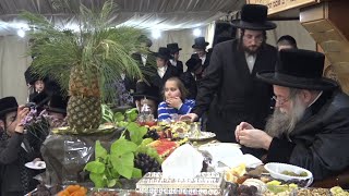 שידור חי מטיש ט״ו בשבט - ראש השנה לאילנות עם הרה״צ ר׳ יצחק לעזער שליט״א מברסלב
