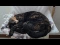 Amaca Da Calorifero Deluxe Per Gatti Zoomalia