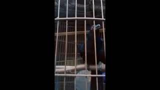 Download lagu suara pikat tuwu sulawesi ampuh100% mp3 Download lagu suara pikat tuwu sulawesi ampuh100% mp3