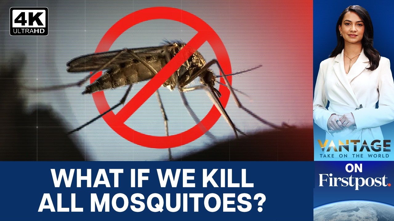 Elimination of Mosquitoes is Possible; But Should We? | Vantage on Firstpost | 4K