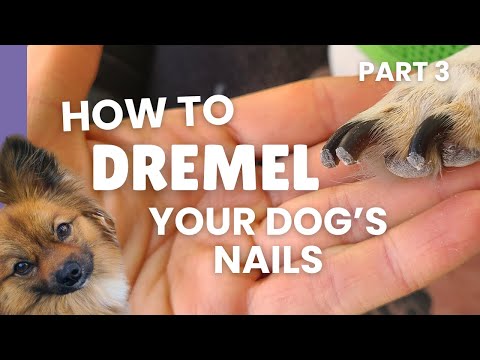 How to Dremel Your Dog's Nails Part 3, including Black Nails - Technique is EVERYTHING  