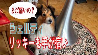 【シェルティ】リッキーも手が痛い【フランス田舎暮らし🇫🇷】#犬の散歩 #賢い犬 #犬のいる暮らし #マイペースな犬