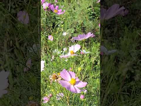 寒さに強い植物