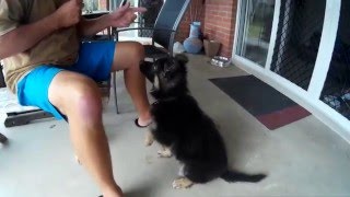 9 Weeks Old German Shepherd Puppy Asking For Food Training
