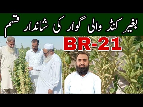 Cultivation of Cluster Bean New Variety BR-21 || Bilal Kanju Official