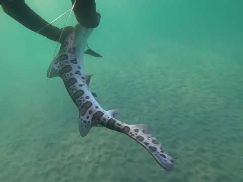 Free diver saves leopard shark in La Jolla, Calif 11/27/2020