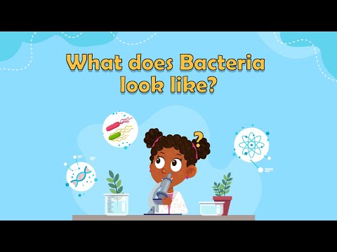 What does Bacteria look like? | What is bacteria for kids | Bacteria facts for kids | Bacteria Cell