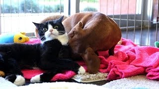 Abandoned dog bonds with paralyzed cat