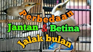 Ciri Burung Jalak Putih Jantan Betina Endlessvideo Ciri Burung Jalak Putih Jantan Betina Endlessvideo