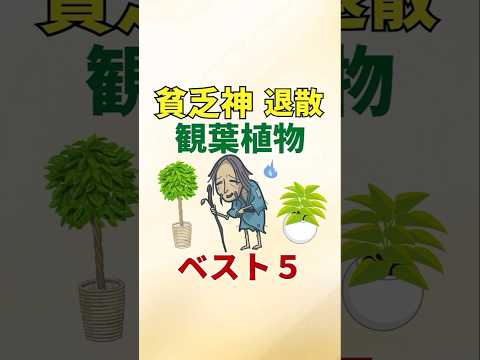 élément métal jardin Feng Shui hortensia blanc