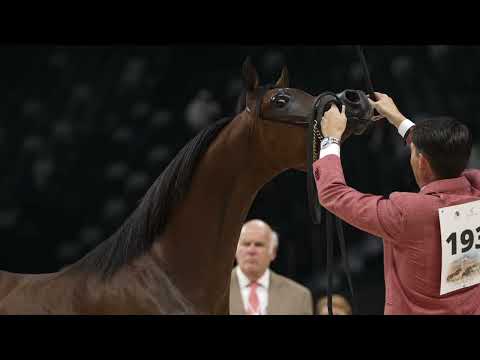 DUBAI STUD ACHIEVEMENTS - Day 2 - GCAT Abu Dhabi 2024