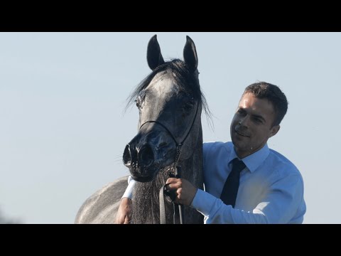 FOGATA (Muranas Jassehr x Formiss), 2020 grey filly