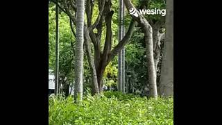 Download lagu Nyiur Hijau mp3 Download lagu Nyiur Hijau mp3