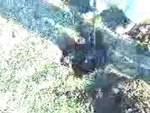 metal detecting near hadrians wall roman