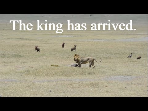The king has arrived | Lion vs Hyena
