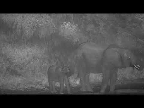 Djuma: Elephant mom and calf getting night time drink - 00:35 - 04/10/20