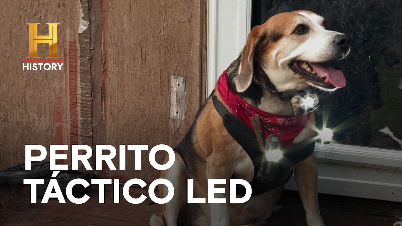 PERRITO LED - AMOS DEL PANTANO