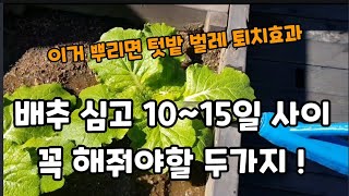 김장 배추" 무" 심고10일~15일 사이에 꼭 해줘야할 두가지! #김장배추거름주는시기 #배추재배 #배추키우기…