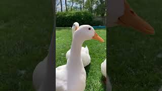 Download lagu Suara bebek lucu bikin ketawa ngakak 🦆😂 #suara #bebek #shorts #viral #fyp #animal #hewan #funny mp3 Download lagu Suara bebek lucu bikin ketawa ngakak 🦆😂 #suara #bebek #shorts #viral #fyp #animal #hewan #funny mp3