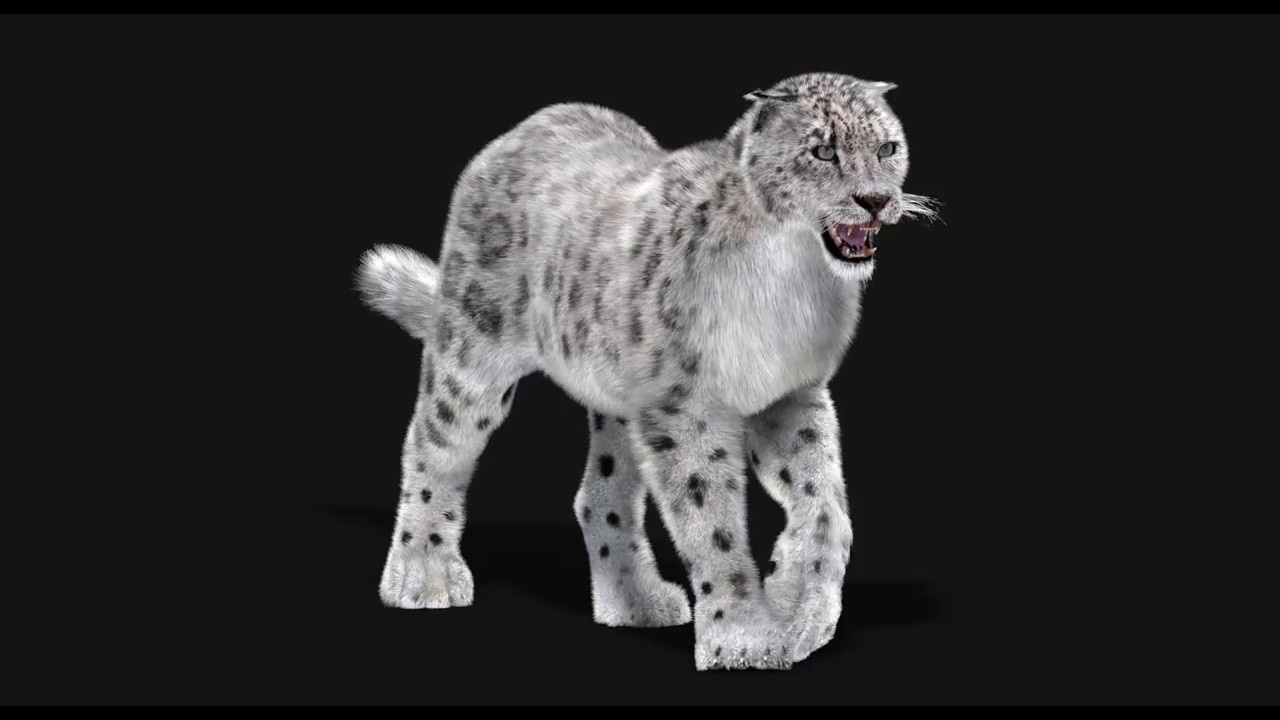 Animated Snow Leopard with Fur 3D Model