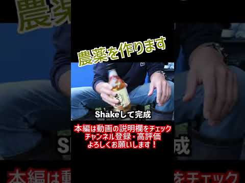 オーガニックガーデニング: 自然で地球に優しい自家製殺虫剤の 4 つのレシピ  庭園