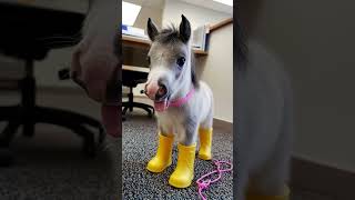 Before & After Animals Growing Up | Amazing Animal Transformation #shorts #animals