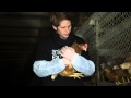 Open Rescue of 6 hens from a free-range farm