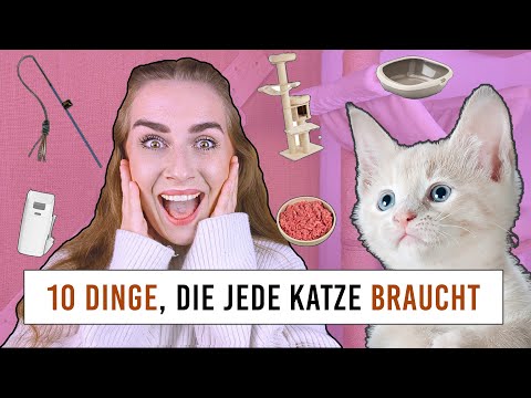 Top 10 cat products that EVERY cat owner needs / Cat toys, window protection and more.