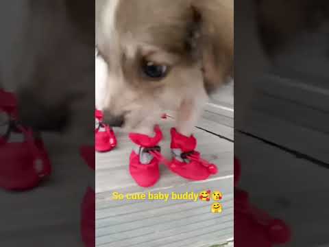 so cute baby buddy#mostviewedytshorts 😲🥰