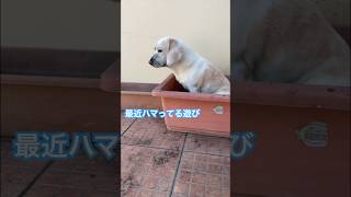 新しい趣味はじめました🐾#ビーグル #beagle  #shorts