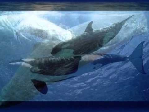 ROBERTO CARLOS - AS BALEIAS.