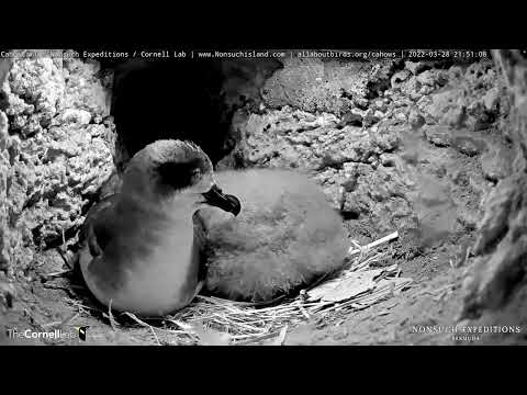 One-Month-Old Bermuda Petrel Chick Gets An Overnight Visit From Dad | Cahow Cam 1 – March 29, 2022