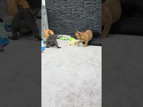 Video 4