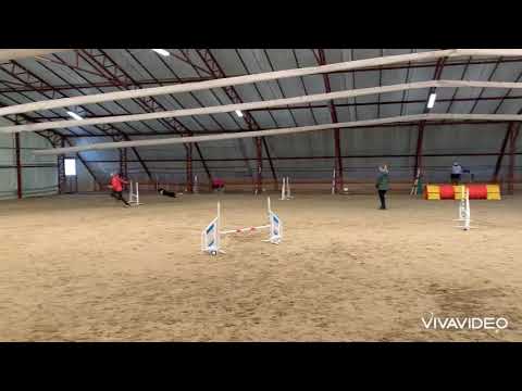 Zeke - ❄️ Jégvarázs Agility Verseny ❄️