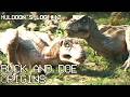 Jurassic Park Found Footage Muldoons Logbuch 12 VHS Analog Horror