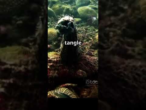Sea Cucumbers' Bizarre Defense Mechanism!