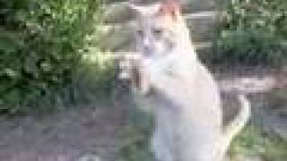 Shakers the Cat (Cotton Eyed Joe)