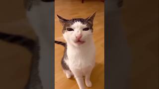 #cat #cute #catvideo #cutecat #funnyvideo #funny #pets