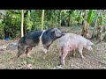 This Is Our Natural Way To Breeding Pig Backyardfarming