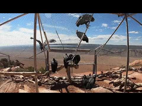 California Condors Fly Free For The First Time