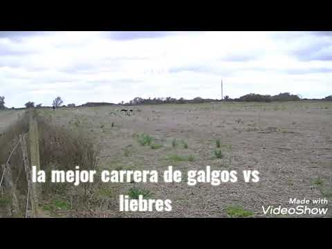 Galgo vs liebre la mejor agarrada