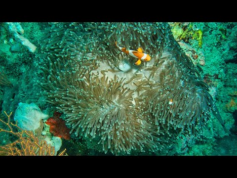 4K Stunning Underwater Wonders of the Red Sea - Colorful Coral Reef Inhabitants - PART 1