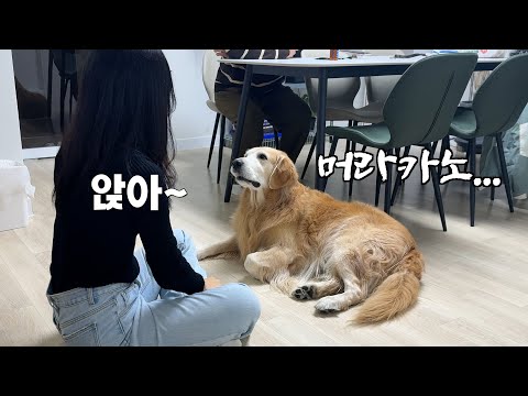 서울말 못알아듣는 경상도 리트리버