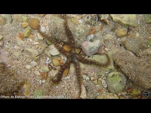 Ophiothrix fragilis